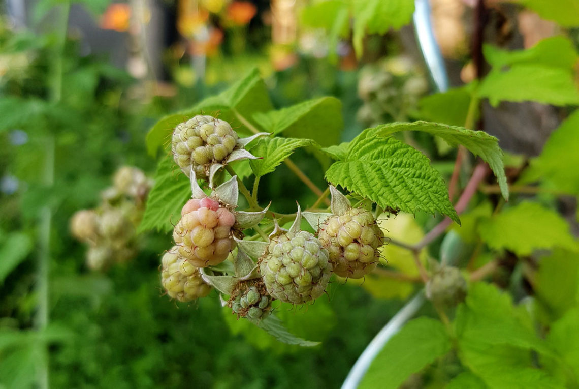 Himbeeren - Garten im Mai