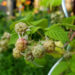 Himbeeren - Garten im Mai