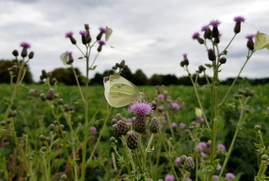 Kohlweißling Schmetterling