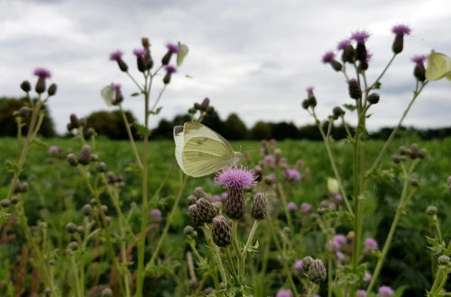 Kohlweißling Schmetterling