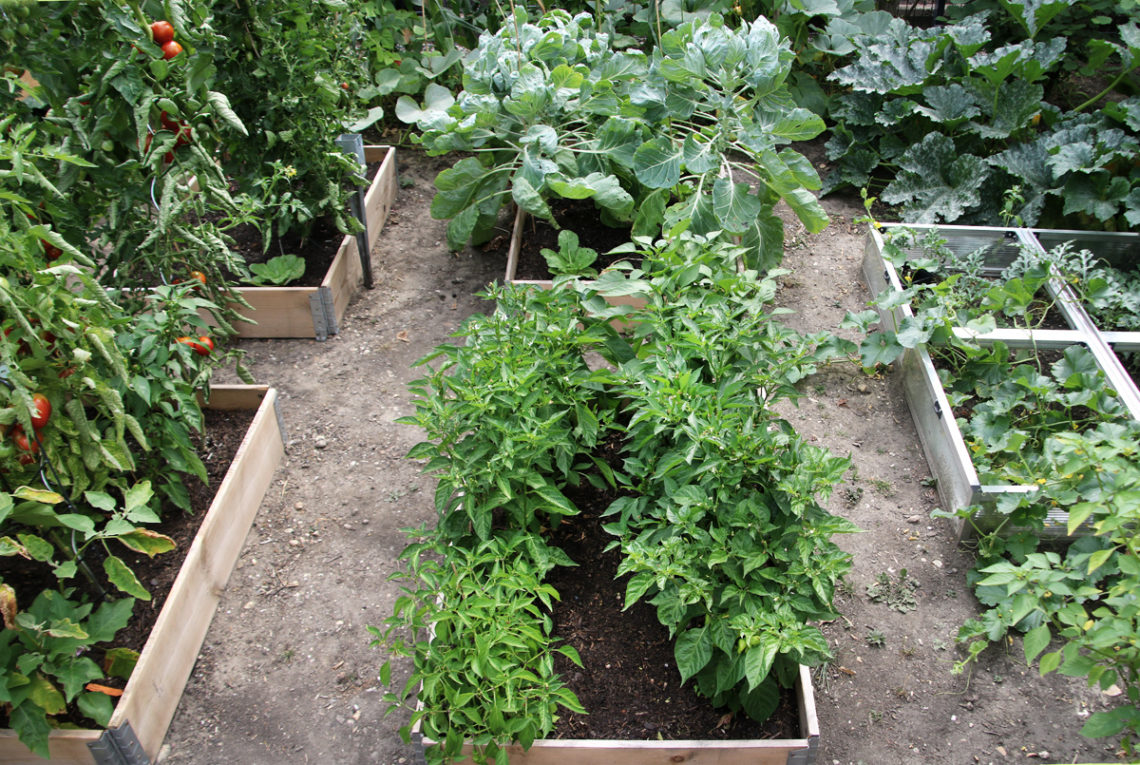 Garten im Juli - Hundstage im Sommer