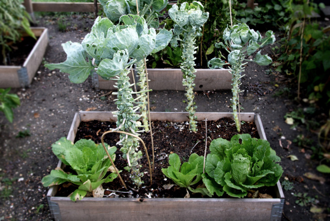 Gartenarbeit im Oktober - Gemüsegarten