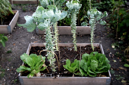 Gartenarbeit im Oktober - Gemüsegarten