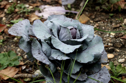 Gartenarbeit im Oktober - Gemüsegarten_1