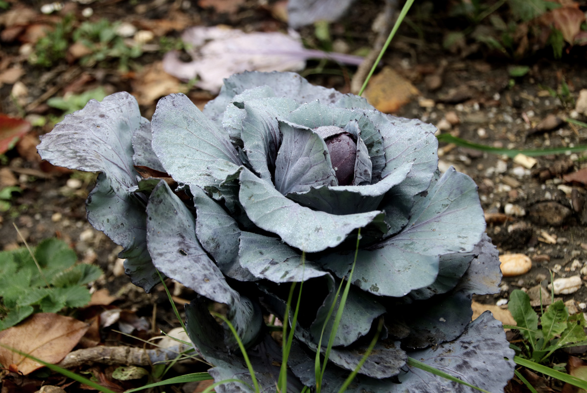 Gartenarbeit im Oktober - Gemüsegarten_1