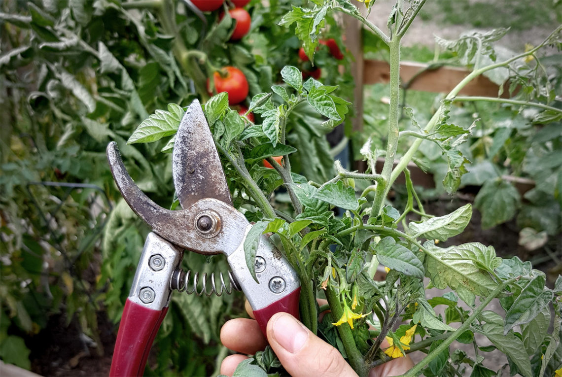 Tomatenblüten abschneiden im Spätsommer | Pflanzenpflege