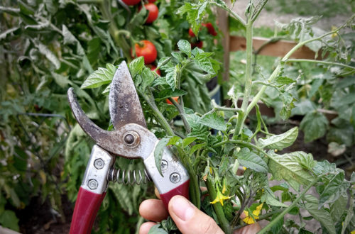 Tomatenblüten abschneiden im Spätsommer | Pflanzenpflege