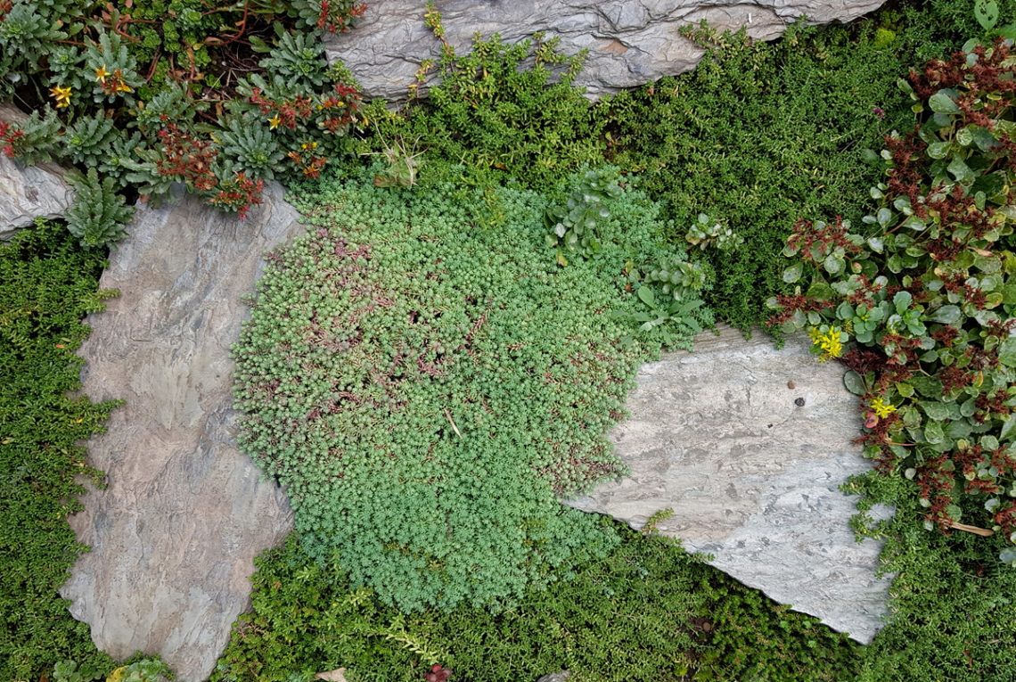 Sedumteppich anlegen - Gestaltung mit Sedum