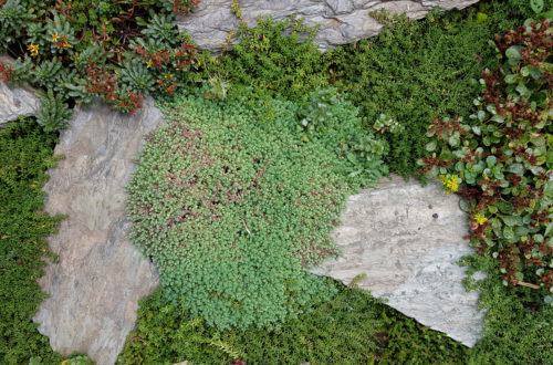 Sedumteppich anlegen - Gestaltung mit Sedum