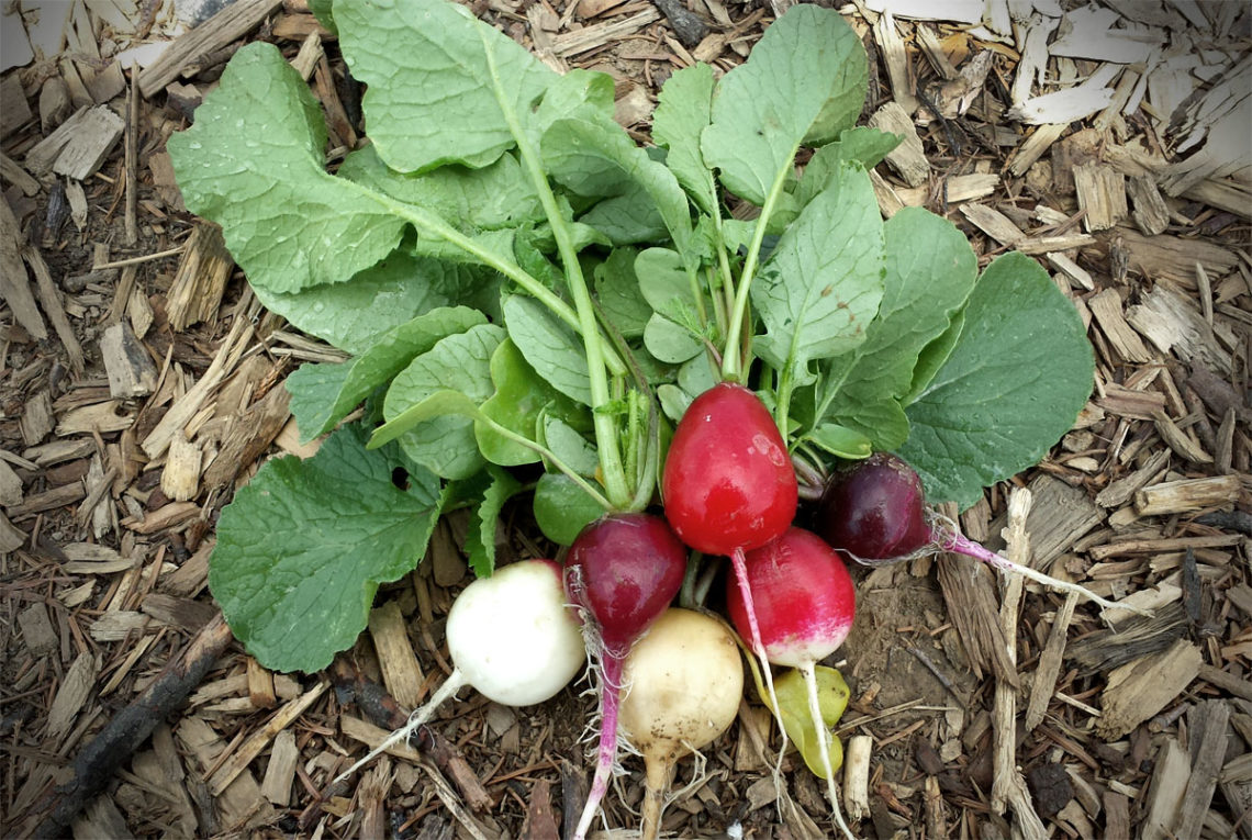 Pflanzen für den Schatten - Gemüse, Obst und Kräuter