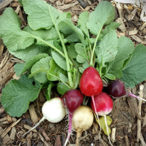 Pflanzen für den Schatten - Gemüse, Obst und Kräuter