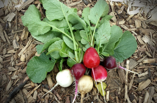 Pflanzen für den Schatten - Gemüse, Obst und Kräuter