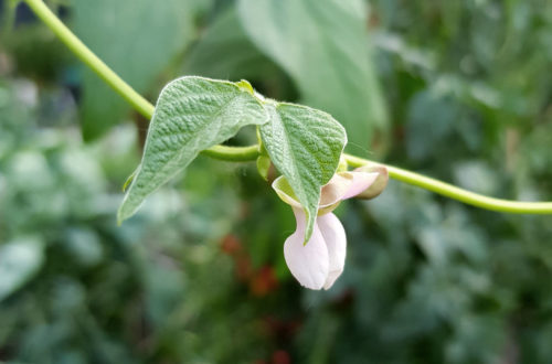 Milpa Gemüsebeet drei Schwestern Mischkultur Mais Bohnen Kürbis