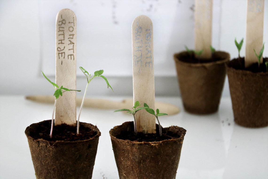 Tomaten vorziehen - der optimale Anzuchtstart ab März