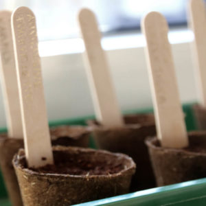 Direktsaat im Garten und Anzucht auf der Fensterbank im März