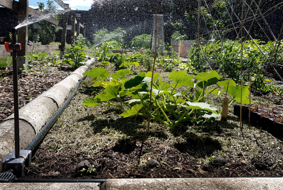 Bewässerung im Gemüsegarten_Gardena