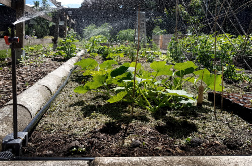 Bewässerung im Gemüsegarten_Gardena