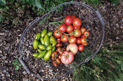 Tomatenernte-verschiedene-Sorten