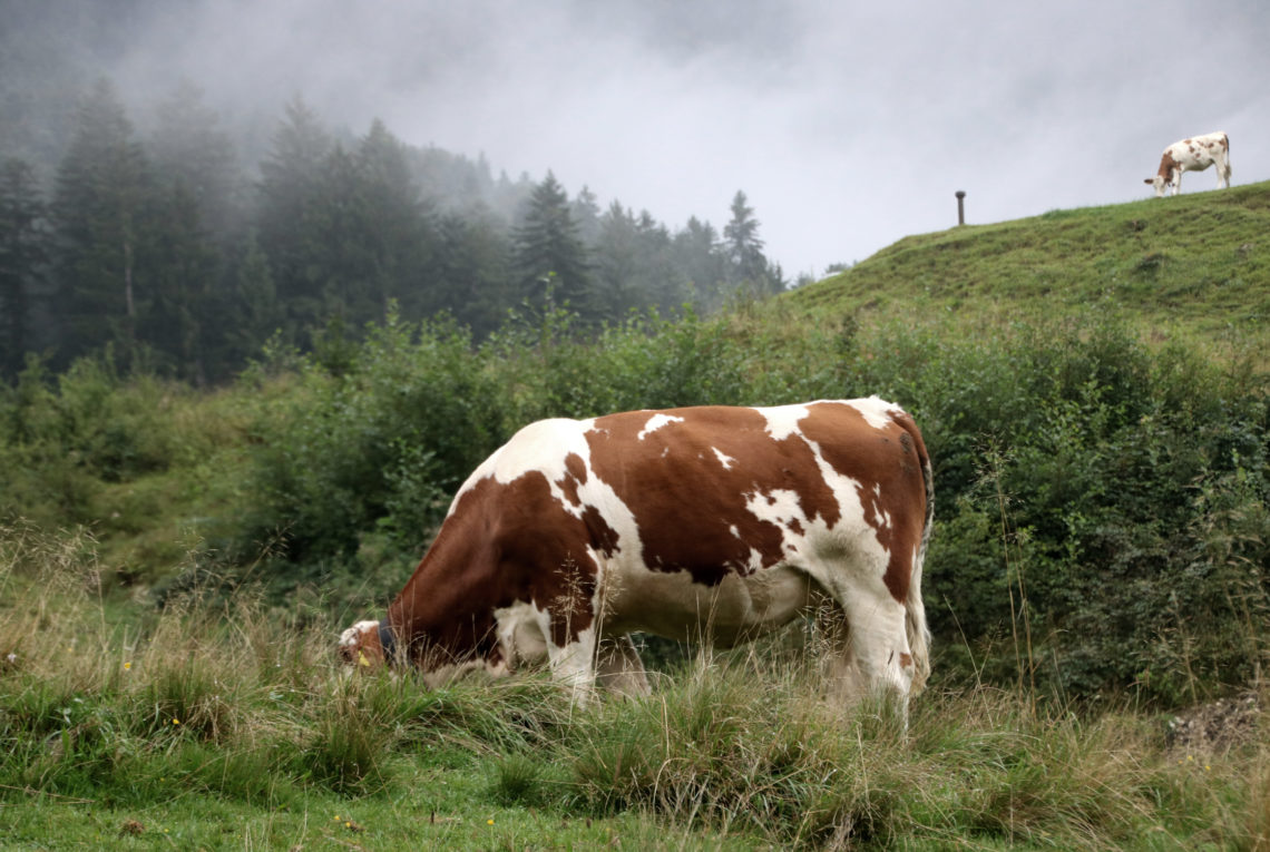 Almkräuterwanderung Kufsteinerland