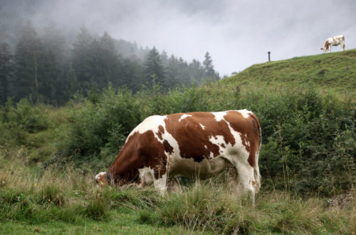 Almkräuterwanderung Kufsteinerland