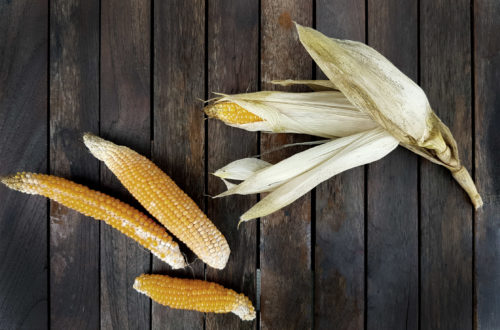 Popcornmais selber anbauen im Garten