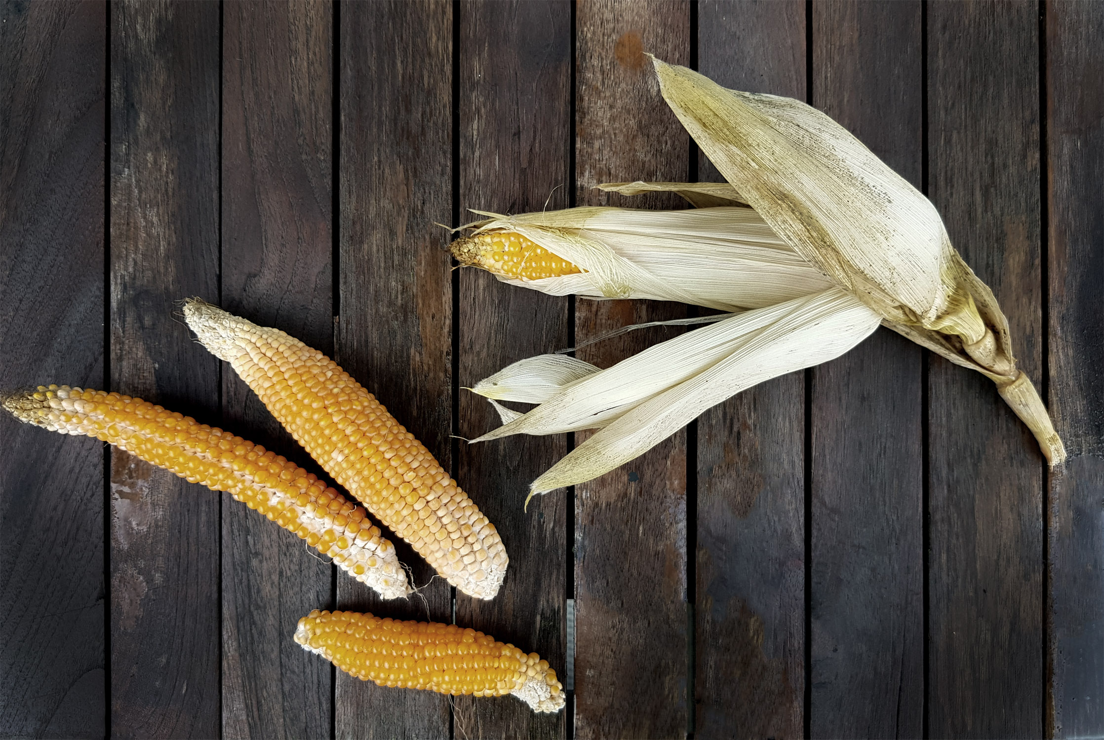 Popcornmais selber anbauen im Garten