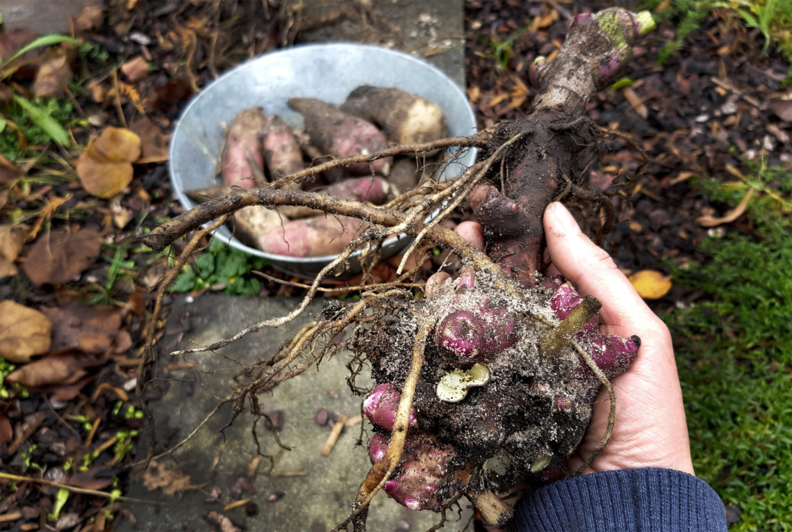 Yacon Ernte Rhizom und Speicherwurzeln