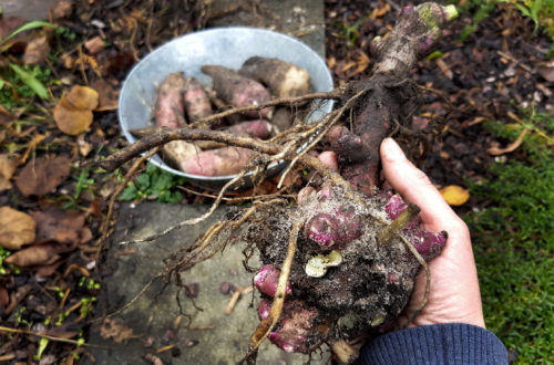 Yacon Ernte Rhizom und Speicherwurzeln