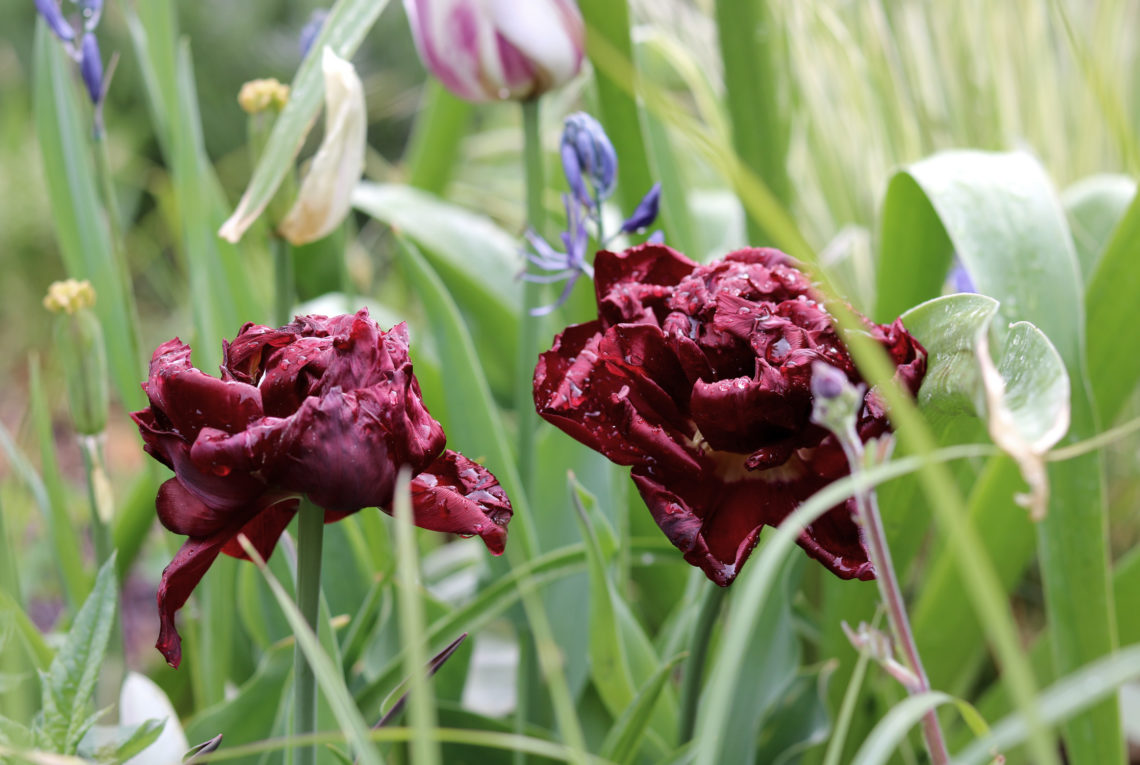 Tulpenzwiebeln ausgraben oder im Beet lassen