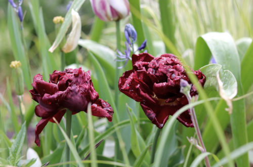 Tulpenzwiebeln ausgraben oder im Beet lassen