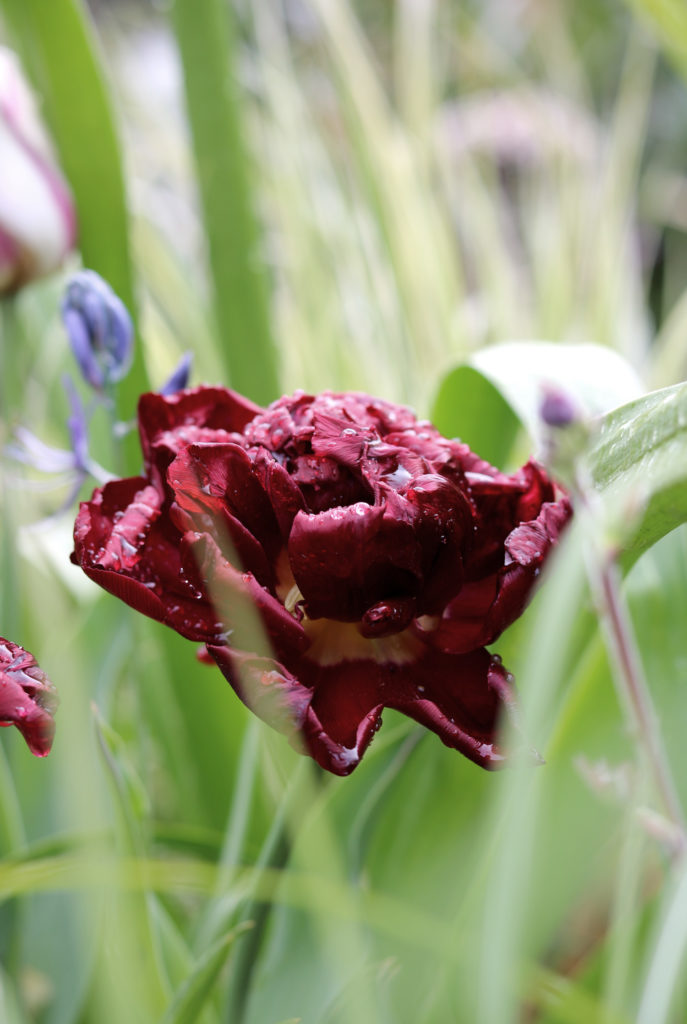 Tulpen verblühen - Zwiebeln ausgraben oder nicht