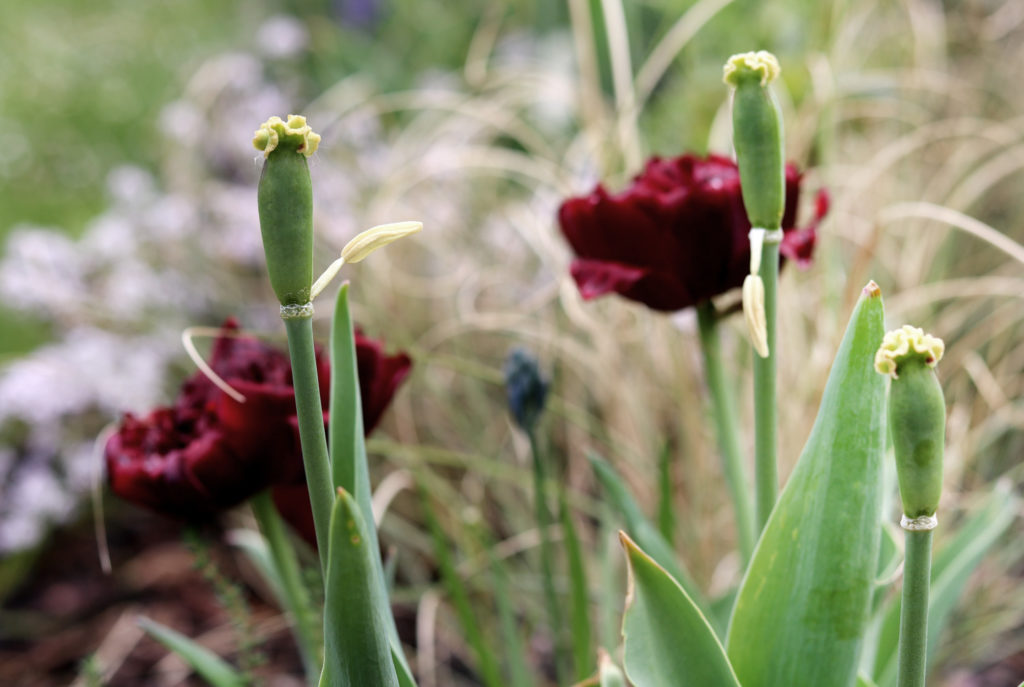 Ende der Tulpenzeit