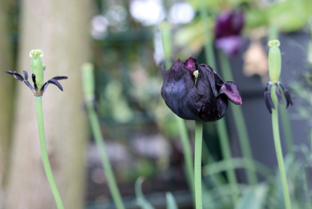 verwelkende Tulpen