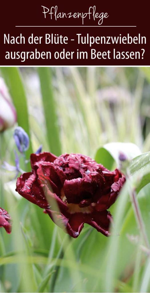 Tulpenzwiebeln ausgraben oder im Beet lassen