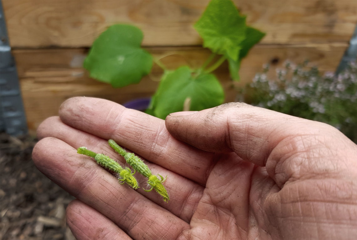 Gurken ersten Fruchtansatz ausbrechen