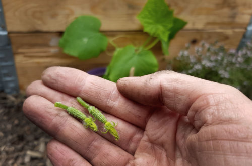 Gurken ersten Fruchtansatz ausbrechen