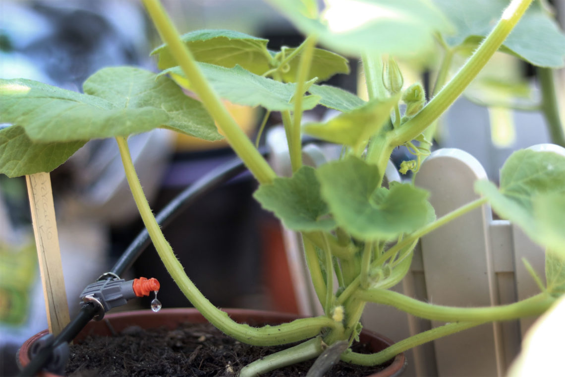 Bewässerung im Gewächshaus mit Gardena Micro-Drip-System