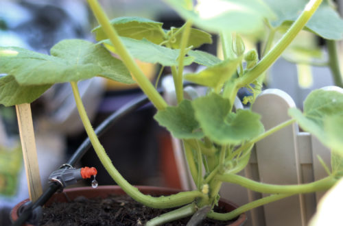 Bewässerung im Gewächshaus mit Gardena Micro-Drip-System