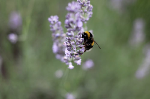 lavendel beschneiden im Sommer für zweite Blüte