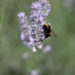 lavendel beschneiden im Sommer für zweite Blüte