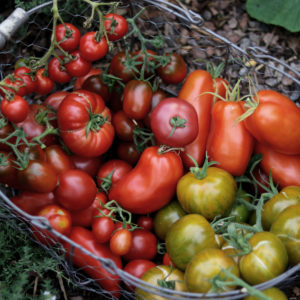 Tomaten im Gewächshaus Sortenvielfalt