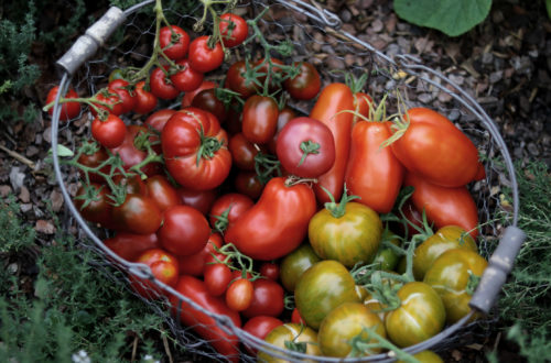 Tomaten im Gewächshaus Sortenvielfalt