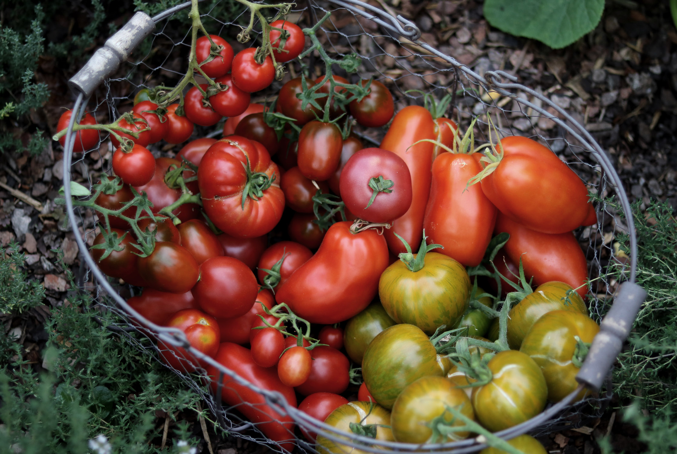 Tomaten im Gewächshaus Sortenvielfalt