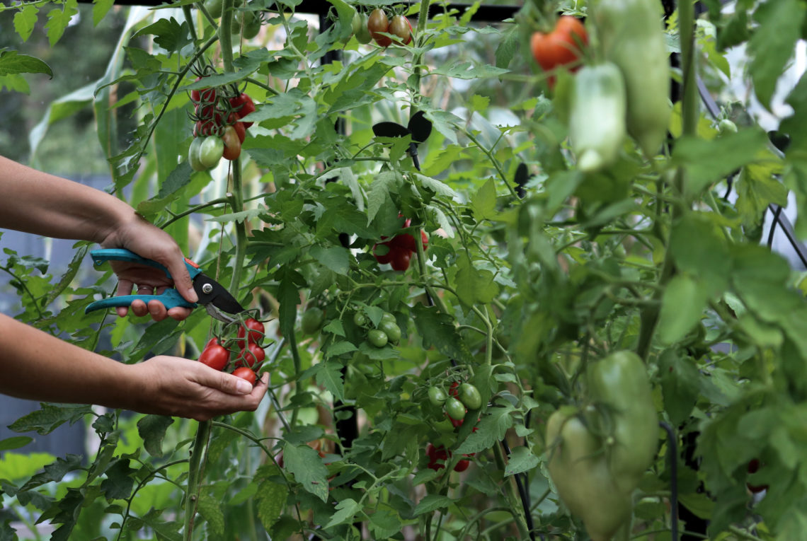 Tomaten im Gewächshaus oder Freiland anbauen