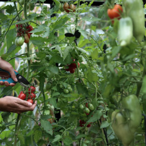 Tomaten im Gewächshaus oder Freiland anbauen