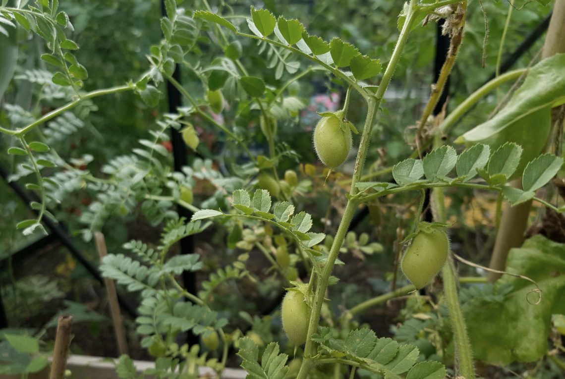 Kichererbsen anbauen im Gemüsegarten