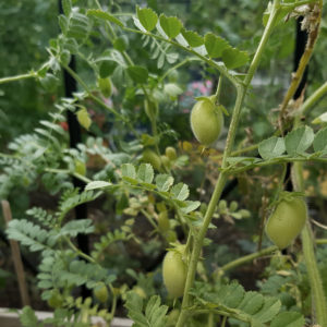 Kichererbsen anbauen im Gemüsegarten