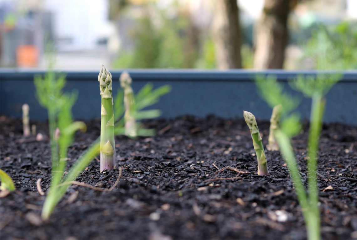 Grüner Spargel Hochbeet