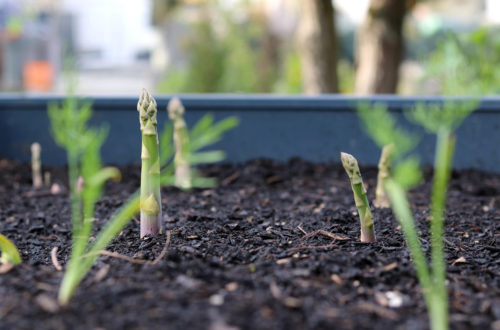 Grüner Spargel Hochbeet