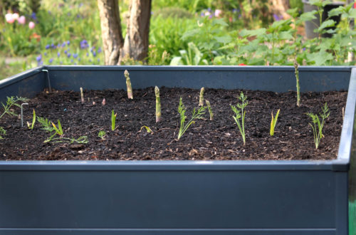 Spargel Hochbeet